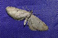 Eupithecia intricata