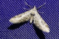 Eupithecia intricata