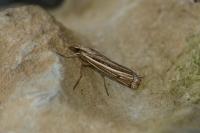 Ancylolomia tentaculella / disparalis