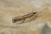 Ancylolomia tentaculella / disparalis
