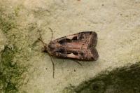 Xestia c-nigrum