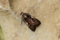Xestia c-nigrum