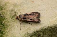 Xestia c-nigrum