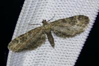 Eupithecia vulgata