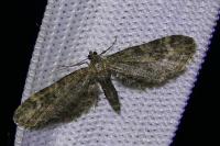 Eupithecia vulgata