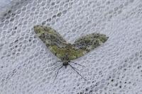 Acasis viretata