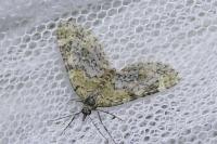 Acasis viretata