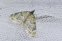 Acasis viretata