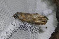 Chesias isabella