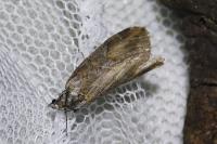 Chesias isabella