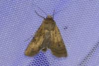 Rhyacia simulans