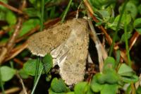 Rhyacia simulans