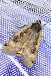 Noctua pronuba