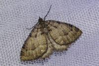 Triphosa dubitata/tauteli