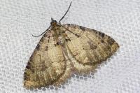 Triphosa dubitata/tauteli