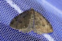 Triphosa dubitata/tauteli