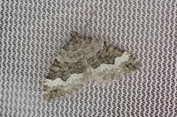 Colostygia aptata