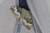 Colostygia aptata