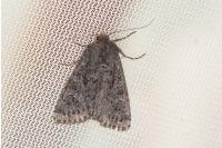 Apamea maillardi