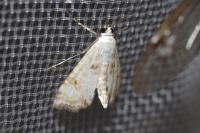 Cataclysta lemnata