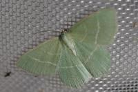 Chlorissa viridata