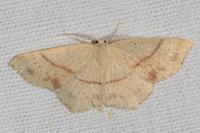 Cyclophora punctaria