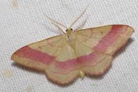 Rhodostrophia vibicaria