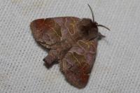 Clostera pigra
