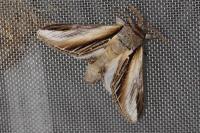 Pheosia tremula