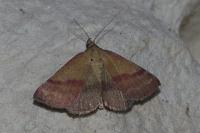 Phytometra viridaria