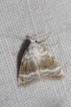 Meganola albula