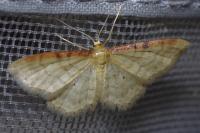 Idaea humiliata