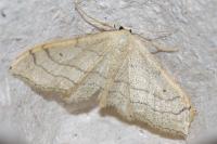 Idaea aversata
