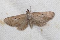 Eupithecia scopariata