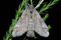 Gynaephora fascelina
