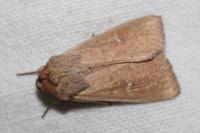 Mythimna ferrago