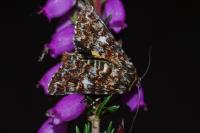 Anarta myrtilli