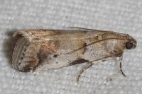 Acrobasis fallouella