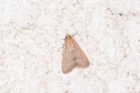 Bostra obsoletalis