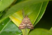 Pyrausta despicata