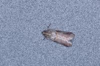 Acrobasis advenella