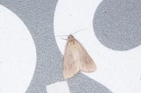 Achyra nudalis