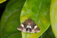 Tyta luctuosa