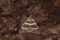 Grammodes stolida