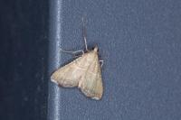 Endotricha flammealis