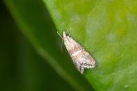Euchromius anapiellus