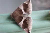 Dysgonia algira