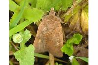 Xestia xanthographa