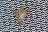 Metasia cuencalis bourgognei
