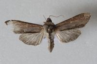 Cucullia asteris